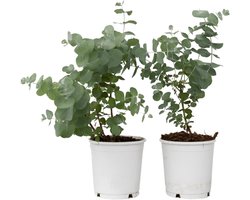 Plant in a Box - Eucalyptus Pulverulenta 'Baby Blue' - Set van 2 - Pot 13cm - Hoogte 25-40cm