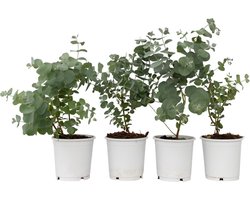 Plant in a Box - Eucalyptus Pulverulenta 'Baby Blue' - Set van 4 - Pot 13cm - Hoogte 25-40cm