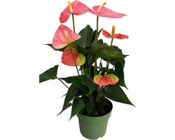 Plant in a Box - Flamingoplant - Anthurium 'Colorado Pink' - Hoogte 40-55cm - Pot 14cm - Bloeiende kamerplant - Roze
