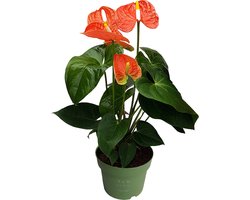 Plant in a Box - Flamingoplant - Anthurium 'Madural Orange' - Hoogte 40-55cm - Pot 14cm - Bloeiende kamerplant - Oranje