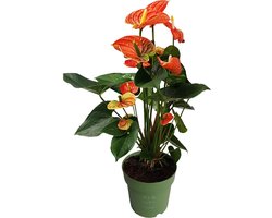 Plant in a Box - Flamingoplant - Anthurium 'Madural Orange' - Hoogte 55-70cm - Pot 17cm - Bloeiende kamerplant - Oranje