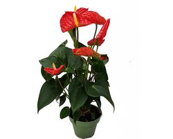 Plant in a Box - Flamingoplant - Anthurium 'Madural Red' - Hoogte 40-45cm - Pot 14cm - Bloeiende kamerplant - Rood