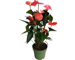 Plant in a Box - Flamingoplant - Anthurium 'Maine Pink' - Hoogte 55-70cm - Pot 17cm - Bloeiende kamerplant - Roze