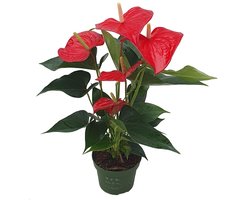 Plant in a Box - Flamingoplant - Anthurium 'Royal Champion' - Hoogte 35-45 cm - Pot 12cm - Bloeiende kamerplant - Rood