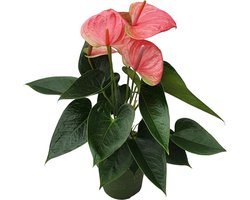 Plant in a Box - Flamingoplant - Anthurium 'Sweet Dream' - Hoogte 35-45 cm - Pot 12cm - Bloeiende kamerplant - Roze