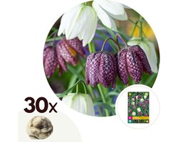 Plant in a Box - Fritillaria Meleagris - x30 - Kievitsbloem - Bloembollen voor Tuin, Terras of Balkon