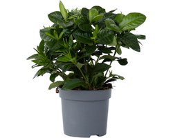 Plant in a Box - Gardenia Jasminoides - Onderhoudsvrije bloeiende kamerplant - Witte bloemen - Pot 13cm - Hoogte 20-30cm