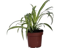 Plant in a Box - Graslelie - Chlorophytum comosum 'Atlantic' - Hoogte 25-40cm - Pot 12cm - Kamerplant - Groen