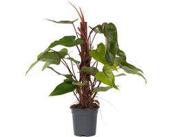 Plant in a Box - Groene Kamerplant - Philodendron Red Emerald - Hoogte 70-80cm - Pot 19cm - Luchtzuiverend
