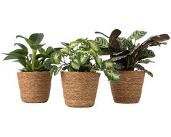 Plant in a Box - Home Mix - Mix van 3 Inclusief decoratieve mandjes - Philodendron, Syngonium & Ctenanthe - Makkelijk te verzorgen kamerplanten - Pot 12cm - Hoogte 25-40cm