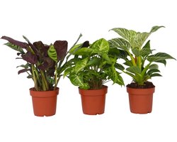 Plant in a Box - Home Mix - Mix van 3 - Philodendron, Syngonium & Ctenanthe - Makkelijk te verzorgen kamerplanten - Pot 12cm - Hoogte 25-40cm