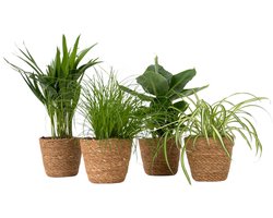 Plant in a Box - Huisdiervriendelijke kamerplanten - Mix van 4 inclusief decoratieve mandjes - Hoogte 25-40cm - Pot 12cm - Niet-giftige luchtzuiverende groene planten