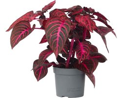Plant in a Box - Iresine Herbstii 'Red' - Biefstukplant Rood - Kamerplant - Pot 13cm - Hoogte 20-30cm