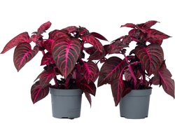 Plant in a Box - Iresine Herbstii 'Red' - Set van 2 - Biefstukplant Rood - Kamerplant - Pot 13cm - Hoogte 20-30cm