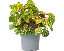 Plant in a Box - Iresine Herbstii 'Yellow' - Gele Biefstukplant - Kamerplant - Pot 13cm - Hoogte 20-30cm