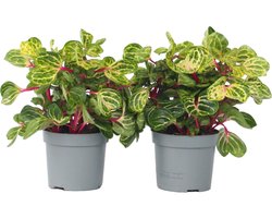 Plant in a Box - Iresine Herbstii 'Yellow' - Set van 2 - Gele Biefstukplant - Kamerplant - Pot 13cm - Hoogte 20-30cm