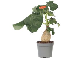 Plant in a Box - Koraalplant - Jatropha podagrica - Hoogte 25-45cm - ⌀13cm