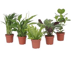 Plant in a Box - Luchtzuiverende kamerplanten - Mix van 5 stuks - Pot 12cm - Hoogte 25-40cm