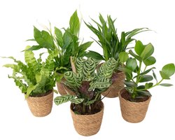 Plant in a Box - Luchtzuiverende kamerplanten - Set van 5 - Met handgevlochten mand - Hoogte 25-40cm - ⌀12cm
