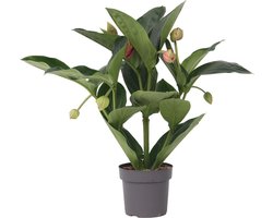 Plant in a Box - Medinilla Magnifica 'Flamenco' - Kamerplant - ⌀17cm - Hoogte 45-55cm