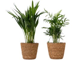 Plant in a Box - Mini Kamerpalm Mix - Set van 2 kamerplanten met decoratieve gevlochten manden - Hoogte 25-40cm - Pot 12cm - Areca Lutescens & Chamaedorea Elegans