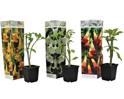 Plant in a Box - Mix van 3 Brugmansia - Trompetvormige bloemen - Verschillende kleuren - Pot 9cm - Hoogte 25-40cm