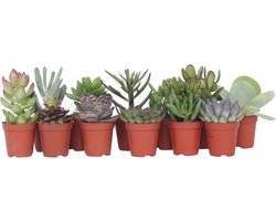 Plant in a Box - Mix van Mini Vetplanten - Mix van 12 stuks Vetplanten - Echte Planten - Decoratief en Makkelijk te Onderhouden - Pot 5,5 cm - Hoogte 5-10 cm