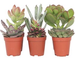 Plant in a Box - Mix van mini-vetplanten - Mix van 6 stuks Vetplanten - Echte Planten - Decoratief en Makkelijk te Onderhouden - Pot 5,5cm - Hoogte 5-10cm