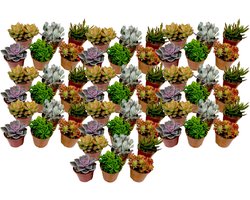 Plant in a Box - Mix van mini-vetplanten - Mix van 60 stuks Vetplanten - Echte Planten - Decoratief en Makkelijk te Onderhouden - Pot 5,5cm - Hoogte 5-10cm