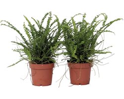 Plant in a Box - Nephrolepis Duffi - Krulvaren - Set van 2 - Pot 12cm - Hoogte 25-40cm