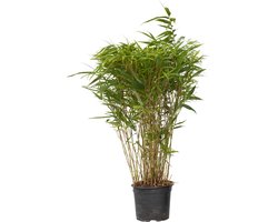 Plant in a Box - Niet-woekerende bamboe - Fargesia nitida 'Gansu' - Hoogte 50-70cm - Pot 17cm - Bamboo - Green