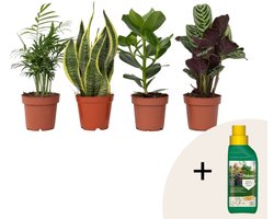 Plant in a Box - Oersterke Kamerplanten Mix - Set van 4 - Pokon - Kamerplant - Easy care planten - Pot 12cm - Hoogte 25-40cm