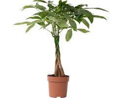 Plant in a Box - Pachira Aquatica - Kamerplant - Geldboom - Pot 17cm - Hoogte 60-70cm