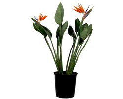 Plant in a Box - Paradijsvogelbloem - Strelitzia reginae - Hoogte 70-100cm - Pot 19cm - met minimaal 2 bloemen - exotische kamerplant tropische decoratieve plant