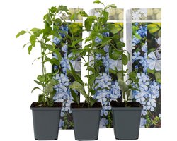 Plant in a Box - Plumbago auriculata - Set van 3 - Mannentrouw - Lang bloeiende klimplant - Pot 9cm - Hoogte 25-40cm