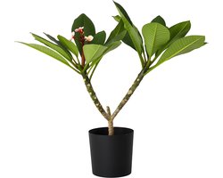 Plant in a Box - Plumeria Frangipani Paars - Hawaii - Tropische kamerplant - Sterk geurende bloemen - Pot 17cm - Hoogte 55-70cm