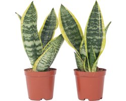 Plant in a Box - Sansevieria Laurentii - Set van 2 - Makkelijke Kamerplant - Vrouwentong - Pot 12cm - Hoogte 30-40cm