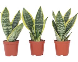 Plant in a Box - Sansevieria Laurentii - Set van 3 - Makkelijke Kamerplant - Vrouwentong - Pot 12cm - Hoogte 30-40cm