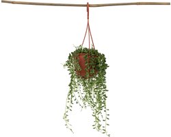 Plant in a Box - Senecio Rowleyanus 'String of Pearls' - Erwtenplant - Hangplant - Kamerplant - Pot 12 - Hoogte 10-20cm