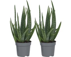 Plant in a Box - Set van 2 Aloë Vera - Kamerplanten - Succulenten - Pot 10,5cm - Hoogte 25-40cm