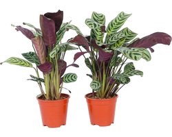 Plant in a Box - Set van 2 Ctenanthe 'gebedsplant' - Ctenanthe burle-marxii - Groen/paarse bladeren - Pot 12cm - Hoogte 25-40cm