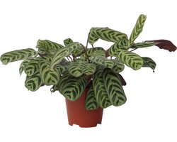 Plant in a Box - Set van 2 Ctenanthe 'gebedsplant' - Ctenanthe burle-marxii - Groen/paarse bladeren - Pot 14cm - Hoogte 30-40cm