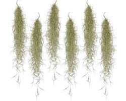 Plant in a Box - Set van 6 Tillandsia Usneoides 'Baard tillandsias' - Luchtplantjes - Kamerplanten - Decoratie - Hoogte 25-50cm