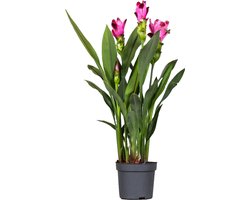 Plant in a Box - Siamese tulp - Curcuma 'Siam Splash' - Roze - Hoogte 40-60cm - ⌀13cm
