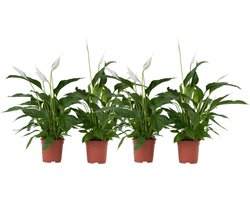 Plant in a Box - Spathiphyllum Lima - Set van 4 - Luchtzuiverende kamerplant - Pot 17cm - Hoogte 60-75cm
