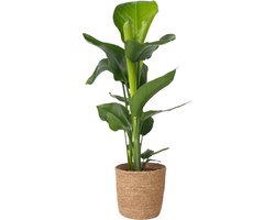 Plant in a Box Strelitzia Nicolai in decoratieve mand - Hoogte 55-70cm - Pot 17cm - Paradijsvogel Kamerplant