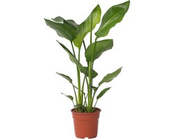 Plant in a Box - Strelitzia Nicolai - Paradijsvogelbloem - Paradijsvogelplant - Groene kamerplant - Pot 17cm - Hoogte 55-70cm