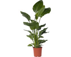 Plant in a Box - Strelitzia Nicolai - Paradijsvogelbloem - Paradijsvogelplant - XXL Groene kamerplant - Pot 28cm - Hoogte 150-170cm