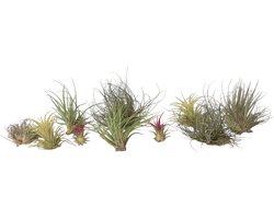 Plant in a Box - Tillandsia - Mix van 10 - Luchtplantjes - Kamerplanten - Decoratief - Hoogte 5-15cm