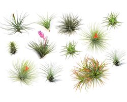 Plant in a Box - Tillandsia - Mix van 12 - Luchtplantjes - Kamerplanten - Decoratief - Hoogte 5-15cm